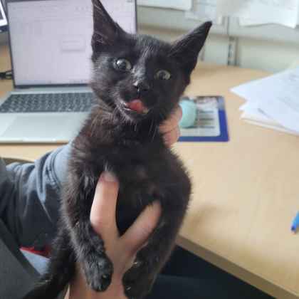 Shelter Stray Female Cat last seen Bartlett, TN , Bartlett, TN 38134