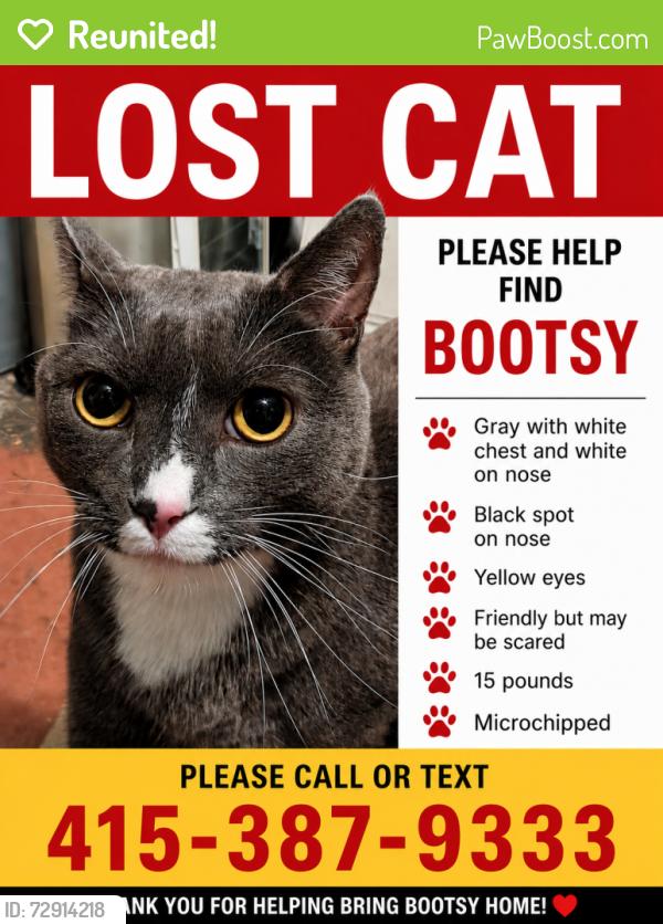 Reunited Male Cat last seen 26th Ave x Moraga, San Francisco, CA 94122