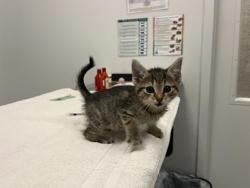 Shelter Stray Female Cat last seen Near Park Avenue, 64130, MO, Kansas City, MO 64132