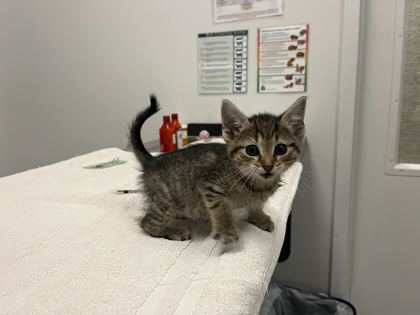 Shelter Stray Female Cat last seen Near Park Avenue, 64130, MO, Kansas City, MO 64132