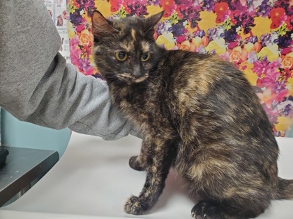 Shelter Stray Female Cat last seen Oswald, 43605, OH, 827 Illinois Ave, Maumee, OH 43537, USA