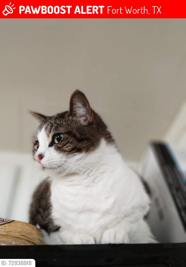 Lost Female Cat last seen Hulen and Wheelock, Fort Worth, TX 76133
