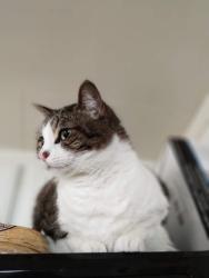 Lost Female Cat last seen Hulen and Wheelock, Fort Worth, TX 76133