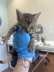 Shelter Stray Male Cat last seen Near North 30th St, 70802, LA, Baton Rouge, LA 70820