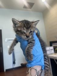 Shelter Stray Female Cat last seen Near North 30th St, 70802, LA, Baton Rouge, LA 70820