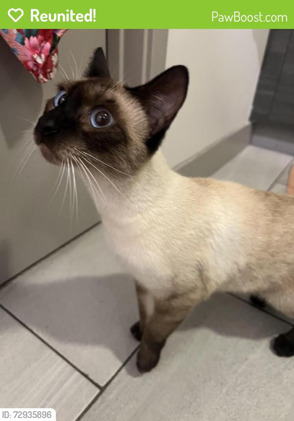 Reunited Unknown Cat last seen Culver Blvd & Slauson Ave bike path, Los Angeles, CA 90066