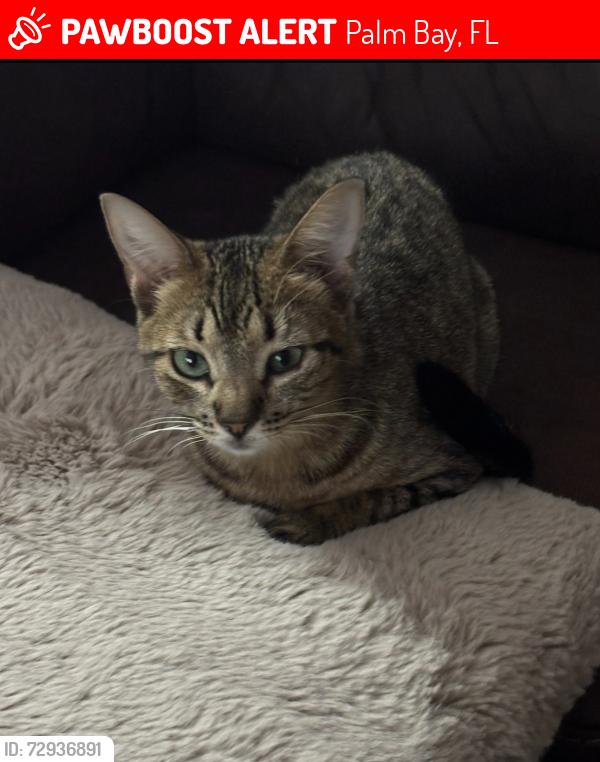 Lost Female Cat last seen NW Pace and Glendale, Palm Bay, Fl, Palm Bay, FL 32907