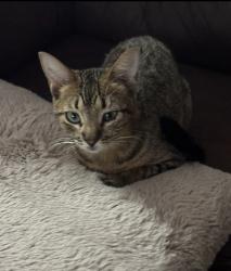 Lost Female Cat last seen NW Pace and Glendale, Palm Bay, Fl, Palm Bay, FL 32907