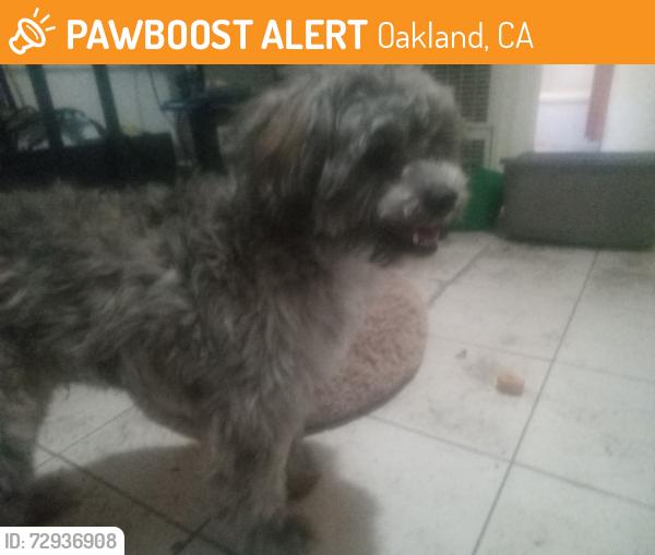 Found/Stray Male Dog last seen 12th Ave and 21st street, Oakland, CA 94606