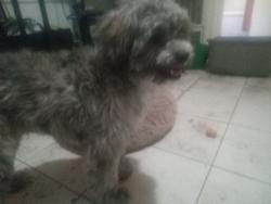 Found/Stray Male Dog last seen 12th Ave and 21st street, Oakland, CA 94606