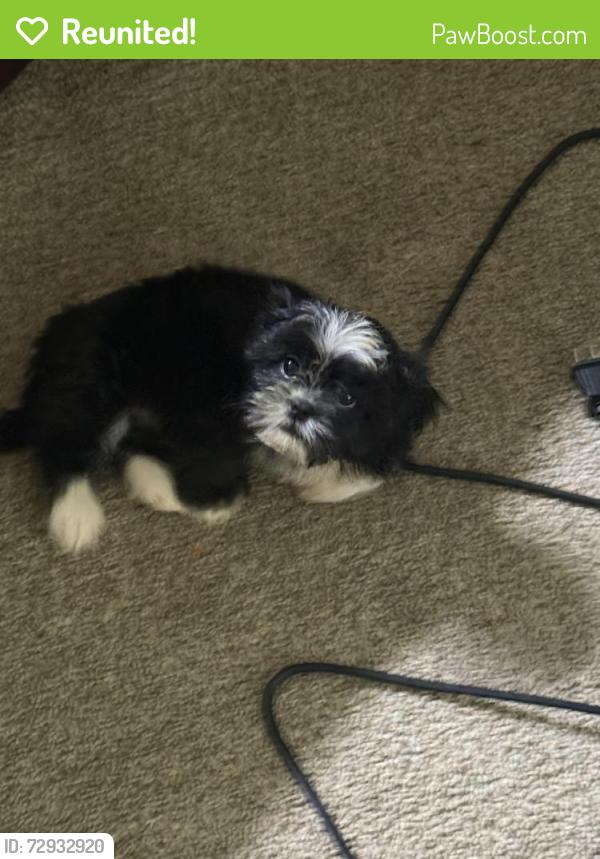 Reunited Female Dog last seen Southern Trace Crossing, Rockmart, GA 30153