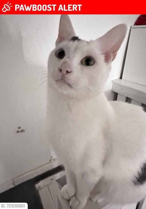 Lost Male Cat last seen Larch street Nelson , Lancashire, England BB9