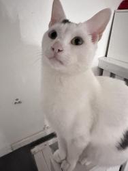 Lost Male Cat last seen Larch street Nelson , Lancashire, England BB9
