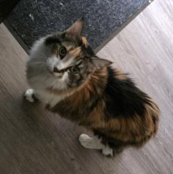 Reunited Female Cat last seen Lakeview Dr SW Calgary, Alberta, Calgary, AB T3E