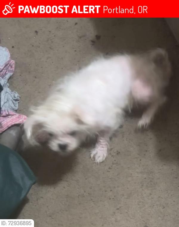 Lost Female Dog last seen Picked up from the Vet , Portland, OR 97266