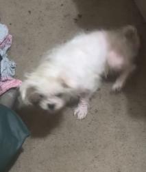 Lost Female Dog last seen Picked up from the Vet , Portland, OR 97266