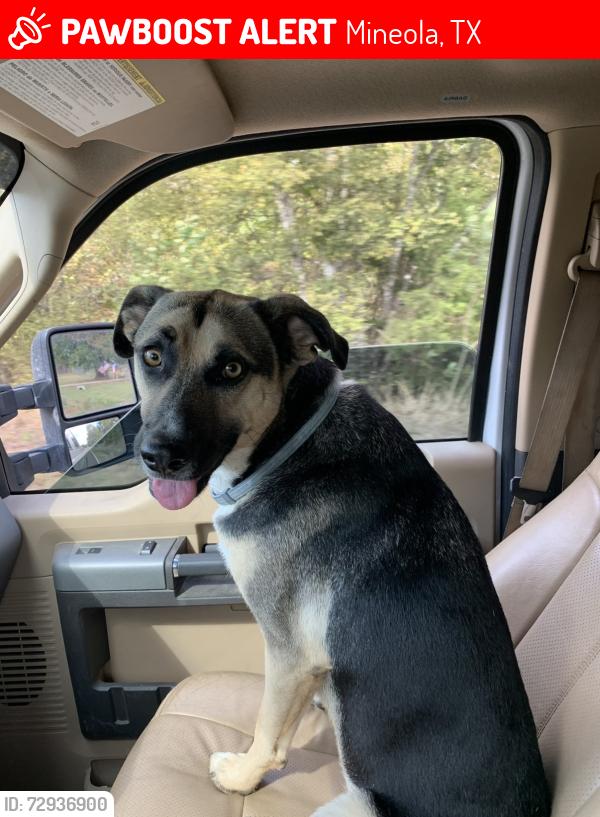 Lost Female Dog last seen FM49 & FM14 white Sale barn , Mineola, TX 75773