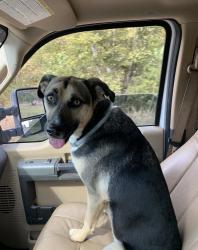 Lost Female Dog last seen FM49 & FM14 white Sale barn , Mineola, TX 75773