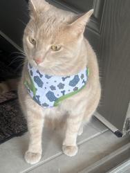 Lost Male Cat last seen Near Holbrook drive London , London, ON N6M 0E8