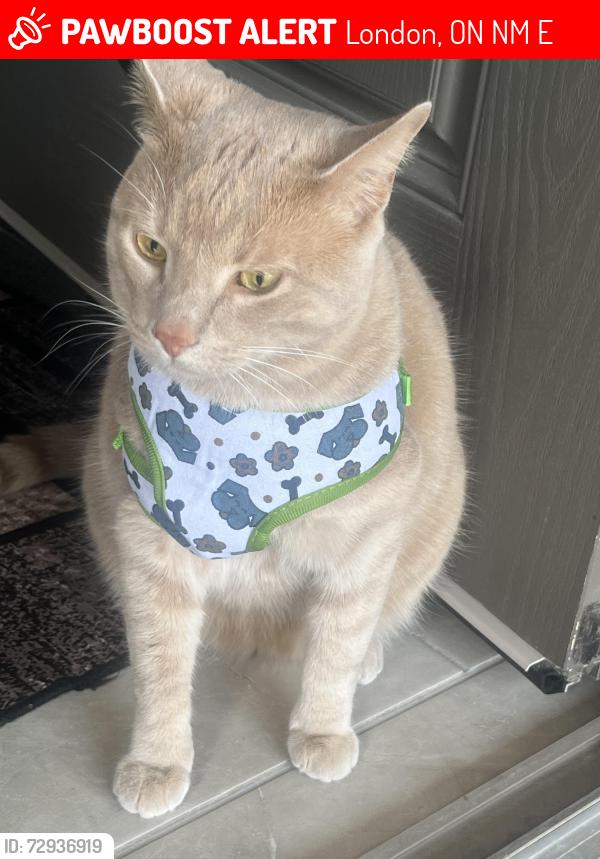 Lost Male Cat last seen Near Holbrook drive London, London, ON N6M 0E8