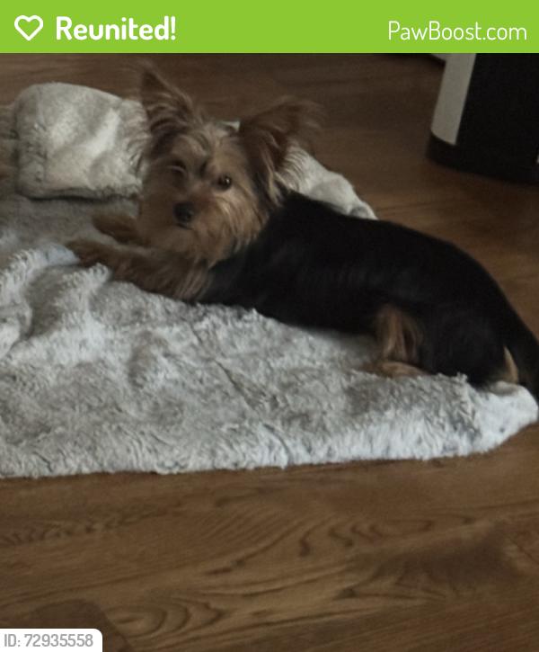 Reunited Male Dog last seen Franklin ST NE, Washington, DC 20018