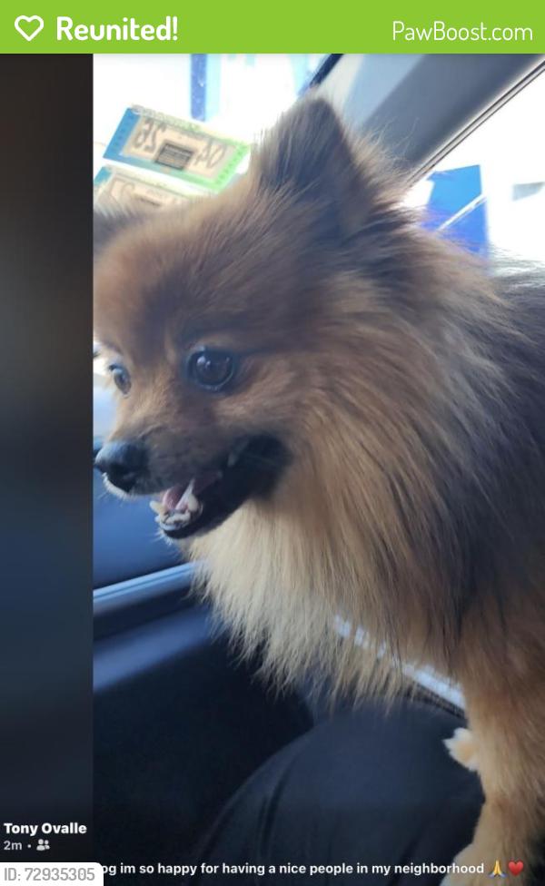 Reunited Male Dog last seen Diversey and central ave, Chicago, IL 60639