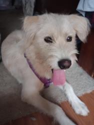 Found/Stray Unknown Dog last seen Capistrano rd , Tucson, AZ 85746