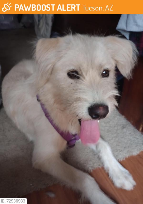 Found/Stray Unknown Dog last seen Capistrano rd , Tucson, AZ 85746