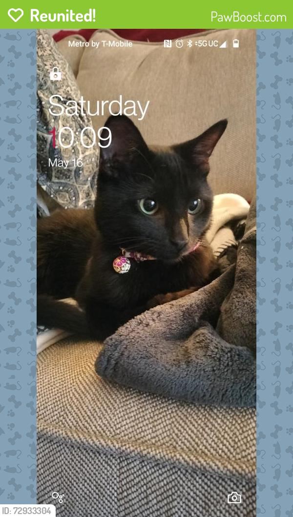 Reunited Male Cat last seen Wabash way and Union st Roseville ca, Roseville, CA 95678