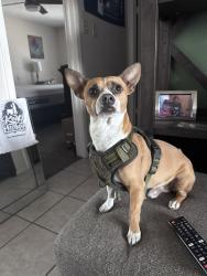 Reunited Male Dog last seen Near Indian Sunrise, San Antonio, TX 78244, USA, San Antonio, TX 78244
