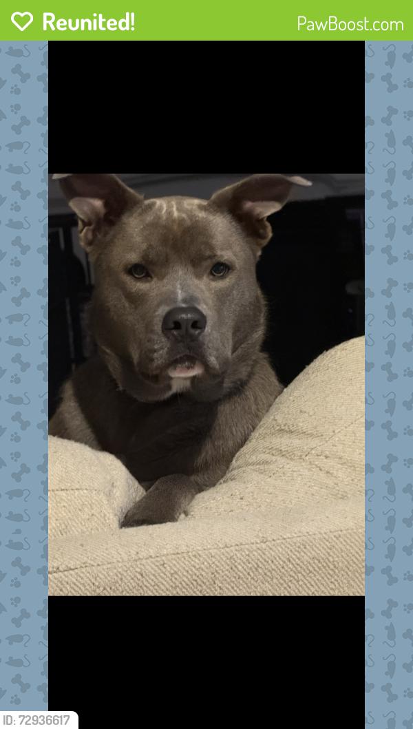 Reunited Female Dog last seen Hannahsville ln, Fort Worth, TX 76244