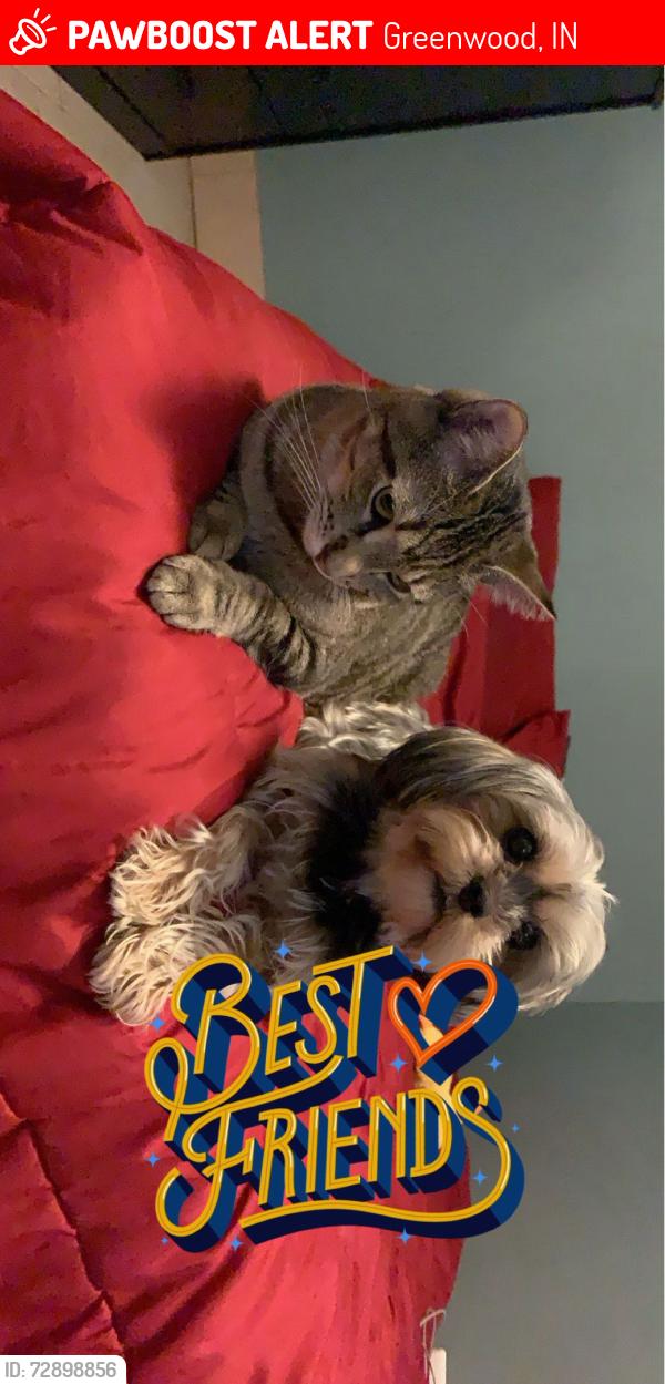 Lost Female Dog last seen Sentiment , Greenwood, IN 46143
