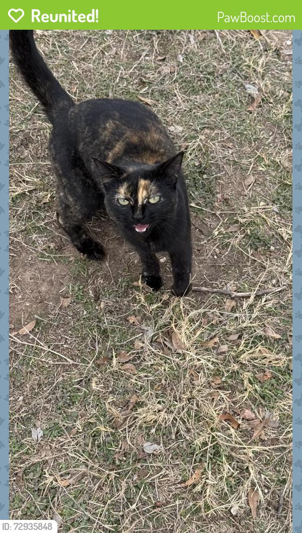 Reunited Female Cat last seen Wortham Bend  Rd, McLennan County, TX 76633