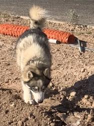 Lost Male Dog last seen Blue Granma, San Angelo, TX 76904