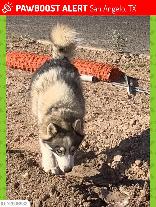 Lost Male Dog last seen Blue Granma, San Angelo, TX 76904
