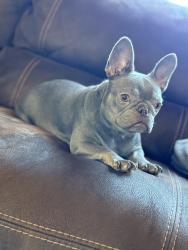 Lost Female Dog last seen Near west ave J2 Lancaster, CA 93536, Lancaster, CA 93536