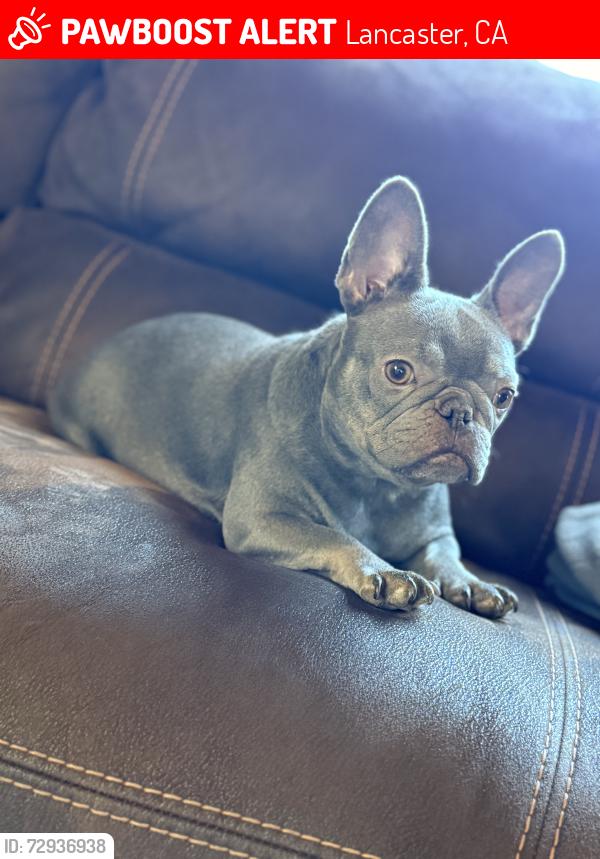 Lost Female Dog last seen Near west ave J2 Lancaster, CA 93536, Lancaster, CA 93536