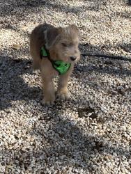 Found/Stray Male Dog last seen Cesar Chaves near hemisphere, San Antonio, TX 78205
