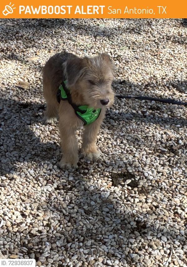 Found/Stray Male Dog last seen Cesar Chaves near hemisphere, San Antonio, TX 78205