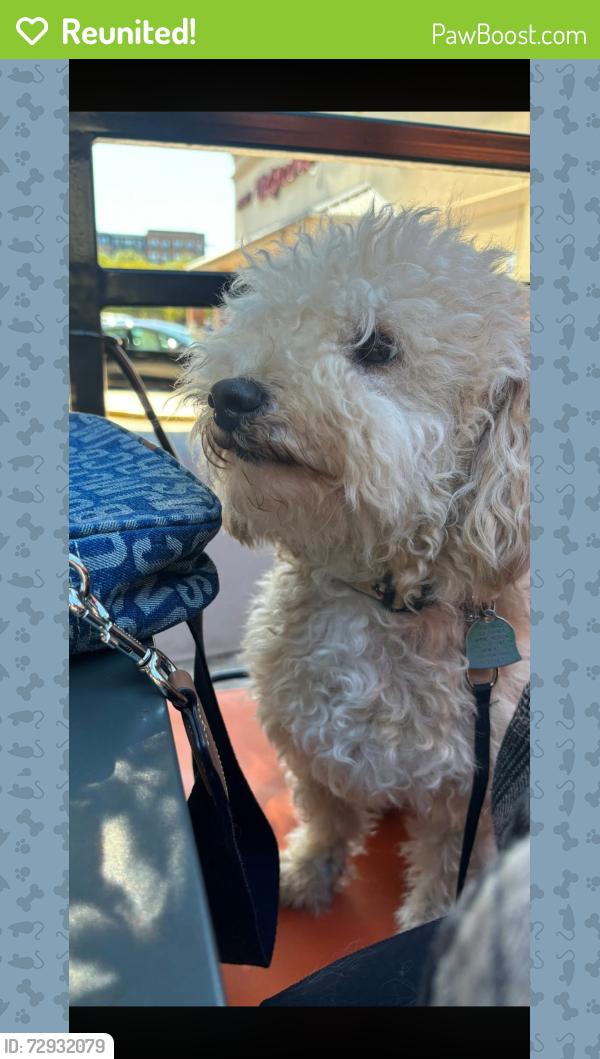 Reunited Male Dog last seen Springwell and FM 544 near Dutch Bros, Wylie, TX 75098
