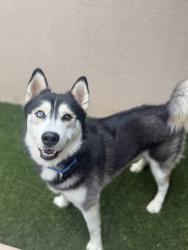 Shelter Stray Male Dog last seen Near Tierrasanta Boulevard, San Diego, CA, 92124, San Diego, CA 92110