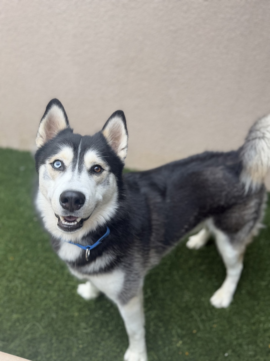 Shelter Stray Male Dog last seen Near Tierrasanta Boulevard, San Diego, CA, 92124, San Diego, CA 92110