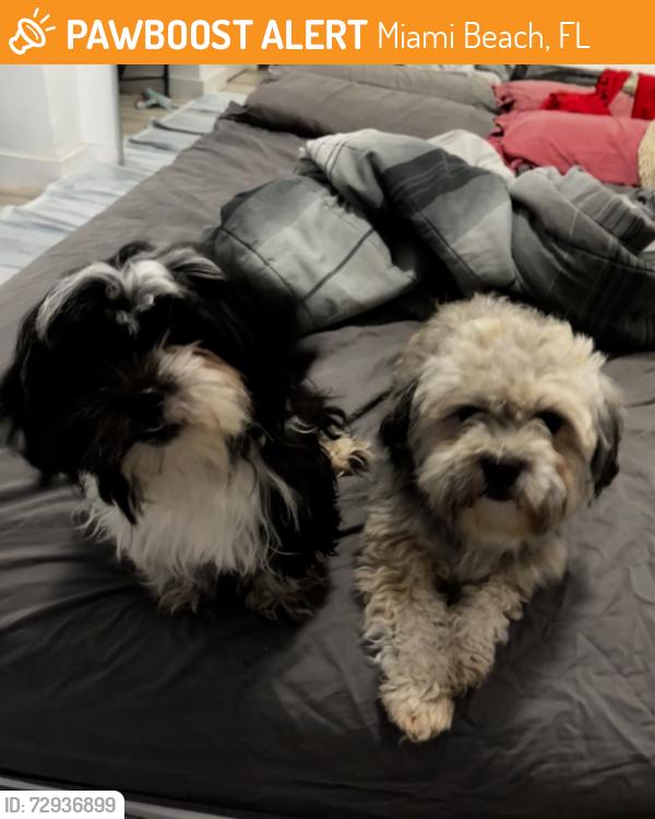 Found/Stray Unknown Dog last seen Near ocean drive , Miami Beach, FL 33139