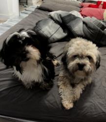 Found/Stray Unknown Dog last seen Near ocean drive , Miami Beach, FL 33139