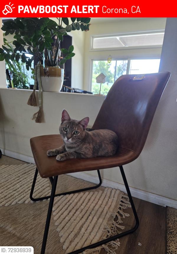 Lost Female Cat last seen Temescal canyon , Corona, CA 92881