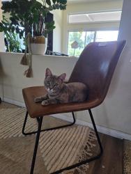Lost Female Cat last seen Temescal canyon , Corona, CA 92881