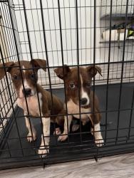Found/Stray Female Dog last seen Dentonshire Dr and Coventry Ln, Carrollton, TX 75007