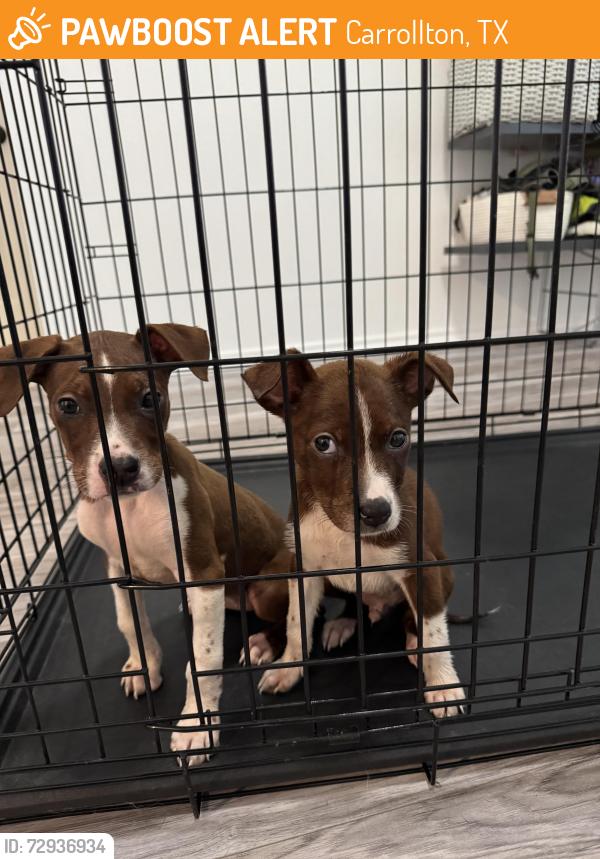 Found/Stray Female Dog last seen Dentonshire Dr and Coventry Ln, Carrollton, TX 75007