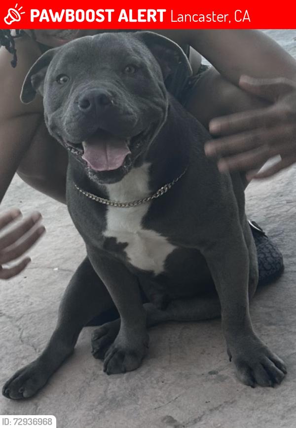 Lost Male Dog last seen 42nd and j13, Lancaster, CA 93536
