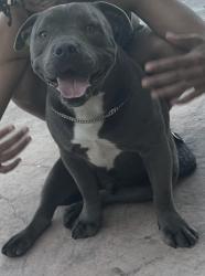 Lost Male Dog last seen 42nd and j13, Lancaster, CA 93536
